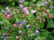 Pulmonaria oficinalis (miodunka plamista) - różowy, III-IV