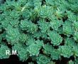 Rhodiola primuloides (różeniec pierwiosnkowaty) biały, VI-VII