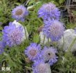 Scabiosa (driakiew niska) niebieski, VI