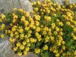 Sedum floriferum (rozchodnik kwiecisty) żółty, VII-VIII