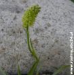 Tofieldia calyculata(kosatka kielichowa) żółty, VI-VII	