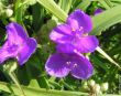 Tradescantia andersoniana(trzykrotka Andersona) jasnofioletowy,VI-IX