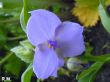 Tradescantia andersoniana (trzykrotka Andersona)  niebieski,VI-IX