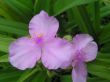 Tradescantia andersoniana (trzykrotka Andersona)  jasnoróżowy,VI-IX