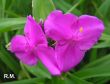 Tradescantia andersoniana (trzykrotka Andersona)  ciemnoróżowy, VI-IX