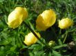 Trollius europaeus (pełnik europejski) żółty, VI-VIII