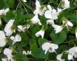 Viola sororia (fiołek motylkowaty) biały, IV-V