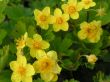 Waldsteinia ternata (pragnia syberyjska) żółty, V-VI