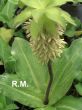 Eucomis (eucomis)-zielony