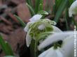 Galanthus nivalis plena (przebiśnieg pełny)