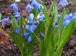 Scilla sibirica (cebulica syberyjska) niebieski, III-IV