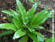 Pryllitis scolopendrum (języcznik zwyczajny)