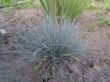 Festuca cinerea (niebieska trawka)