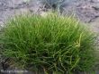 Festuca scoparia (niedźwiedzie futro)