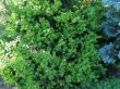 Buxus sempervirens  (bukszpan zwyczajny)	