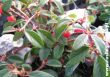Cotoneaster dammeri(irga Dammera)-biały-sadzonka w doniczce wys.ok 10-15 cm