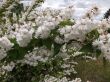 Deutzia scabra (żylistek szorstki - biało-różowy) 