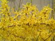 Forsythia intermedia (forsycja pośrednia)