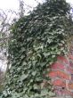 Hedera helix (bluszcz pospolity)	