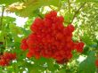 Viburnum opulus (kalina koralowa)