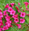 Weigela florida (wajgela cudowna) - czerwona