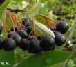 Aronia 