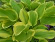 Hosta fortunei (funkia Fortunea ) - liście zielone z żółtą obwódką, VII-VIII 