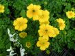 Trollius pumila (pełnik niski ) żółty, V