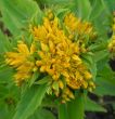 Sedum aizoon (rozchodnik Maksymowicza) żółty, VI-VII
