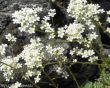Saxifraga paniculata (skalnica gronkowa) biały, V-VI