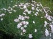 Dianthus plumarius (goździk pierzasty) pachnący VI-VII