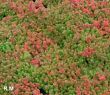 Sedum acre (rozchodnik ostry - 'aurea' ) żółty, VI-VII