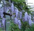  Wisteria sinensis (glicynia chińska ) fioletowy