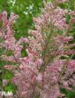 Tamarix parviflora (tamaryszek drobnokwiatowy) roślina miododajna