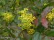 Mahonia aquifolium (mahonia pospolita ) 