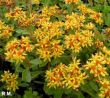 Sedum  kamtschaticum (rozchodnik kamczacki ) żółty, VI-VII