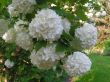Viburnum opulus-roseum (kalina roseum) 