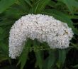Buddleja davidii (budleja Dawida ) - biały
