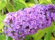 Buddleja davidii (budleja Dawida ) - fioletowy