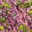 Cercis siliquastrum  (judaszowiec wschodni) 