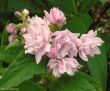 Deutzia scabra rosaea (żylistek szorstki ) - różowy