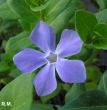 Vinca major ( barwinek większy) niebieski, III-IV