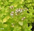 Origanum vulgare (oregano złote) biały, VII-IX