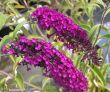 Buddleja davidii (budleja Dawida )- karminowa