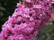 Buddleja davidii (budleja Dawida ) -  różowy