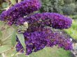 Buddleja davidii (budleja Dawida )- ciemny fiolet