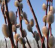 Salix x erdingerii  (wierzba Erdingera- palmowa) roślina miododajna