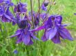 Aquilegia (orlik ogrodowy ) - kolory mieszane, V