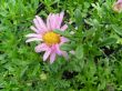 Chrysanthemum weyrichii (złocień Weyricha)  różowy, VI-VII