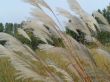 Miscanthus sacchariflorus (miskant cukrowy)